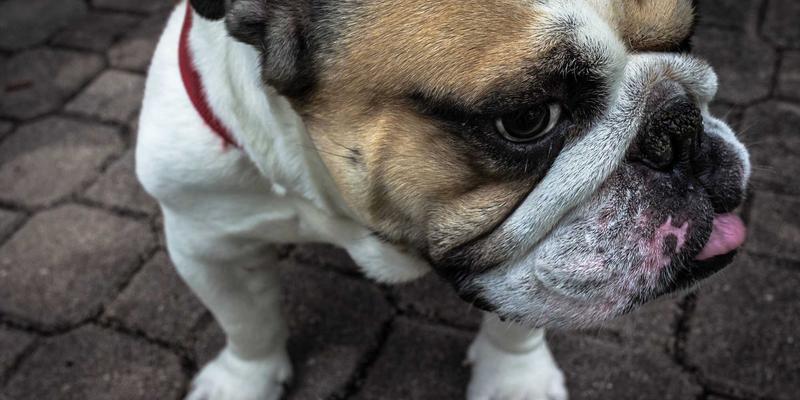 企业劳动用工合规与知识产权保护：构建劳动争议预防的全流程管理体系